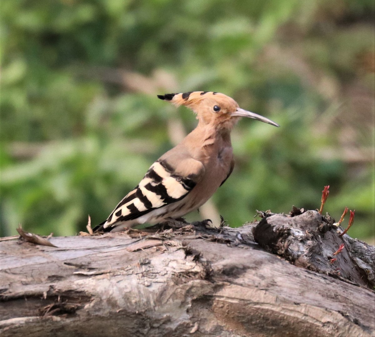 Eurasian Hoopoe - ML148077421