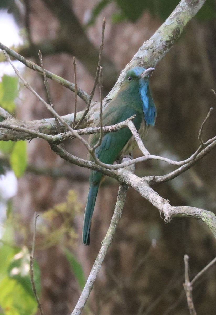 Blue-bearded Bee-eater - ML148077611