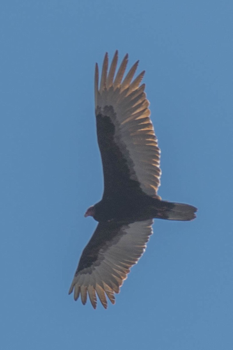 Turkey Vulture - ML148077861