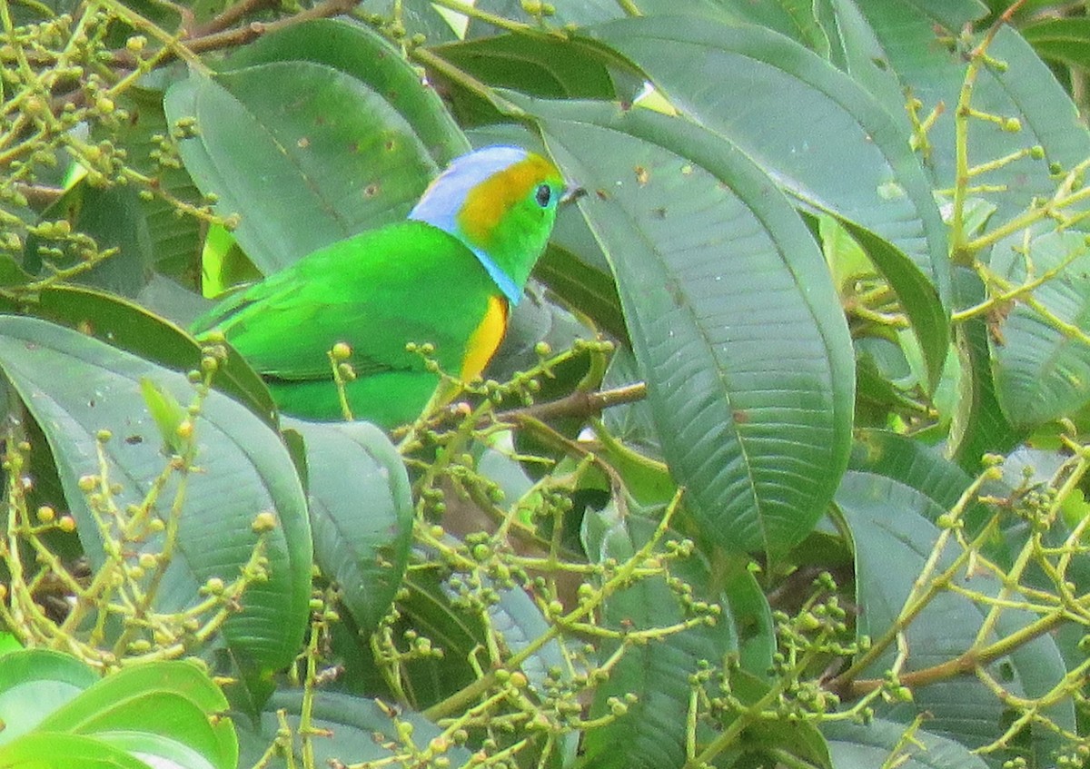 Golden-browed Chlorophonia - ML148078221