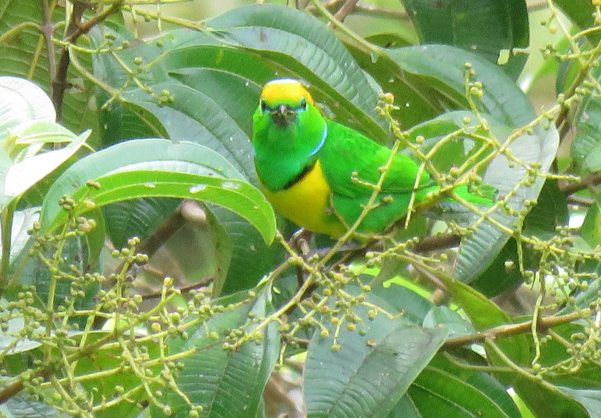 Golden-browed Chlorophonia - ML148078241