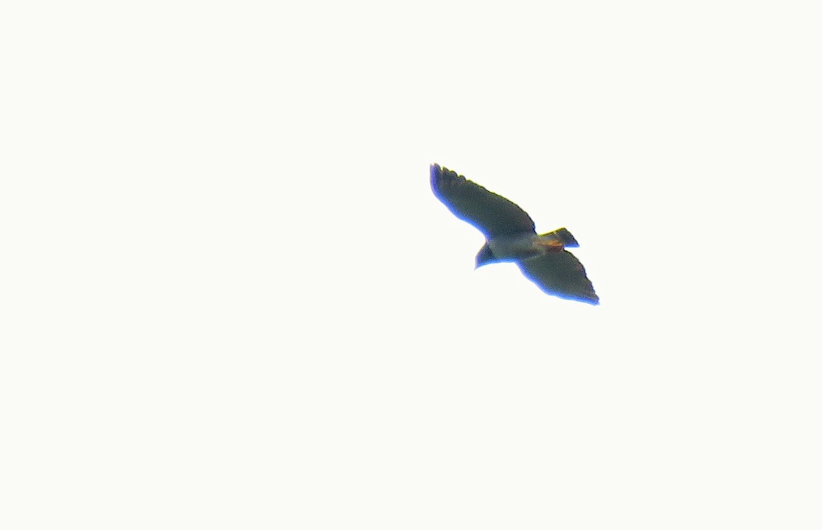 Barred Hawk - ML148079601