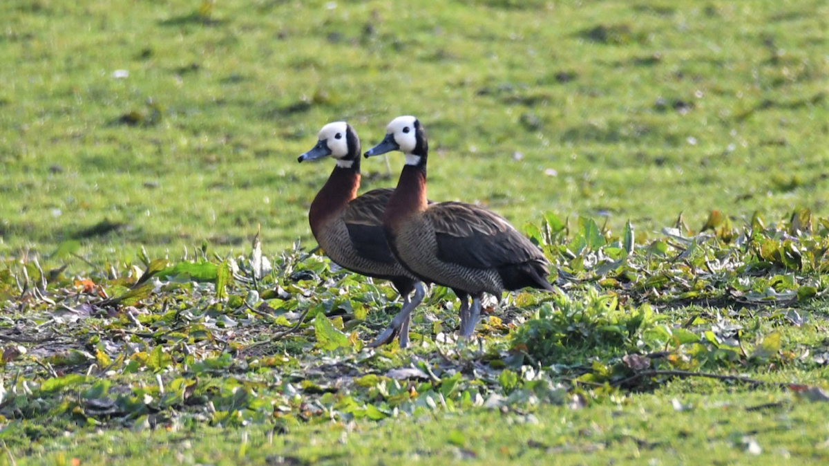 White-faced Whistling-Duck - Maple Lodge Conservation Society