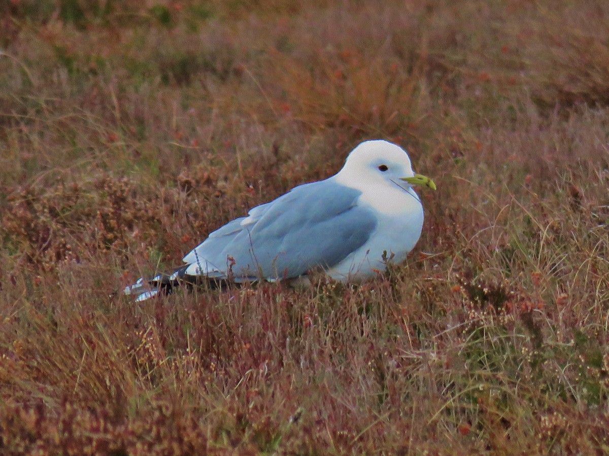 Common Gull (European) - Thomas Gibson