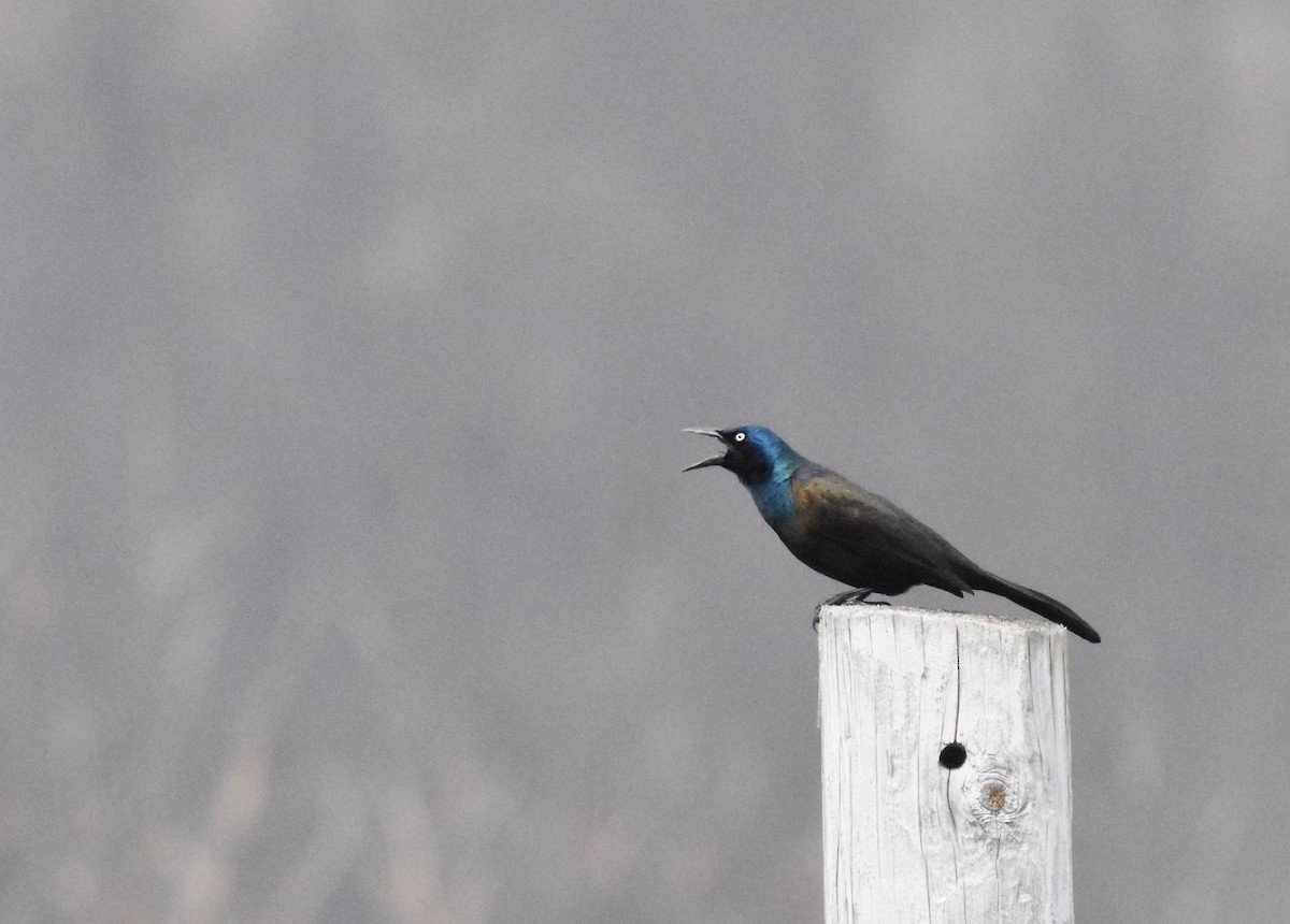 Common Grackle - ML148083891