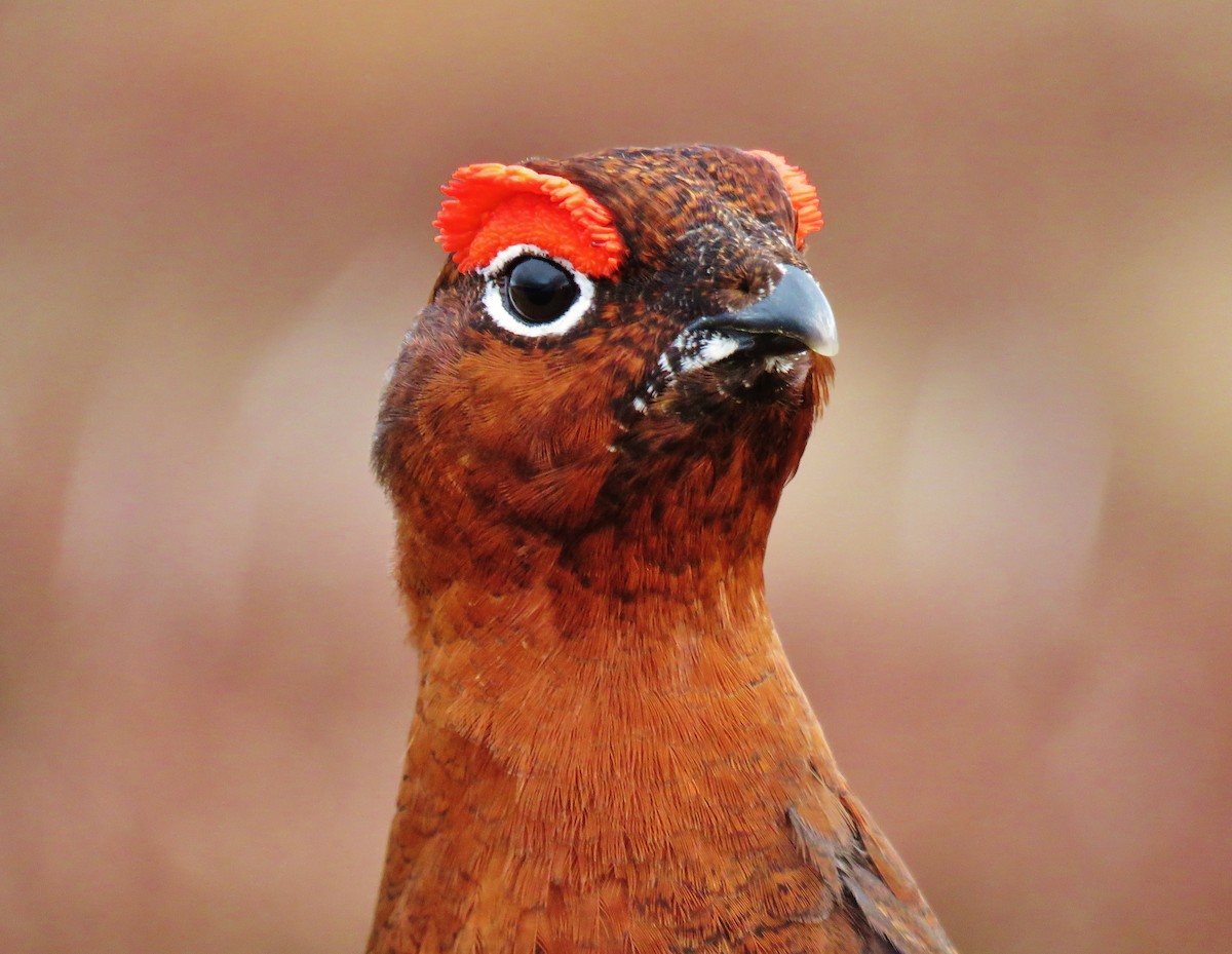 Willow Ptarmigan (Red Grouse) - ML148087311