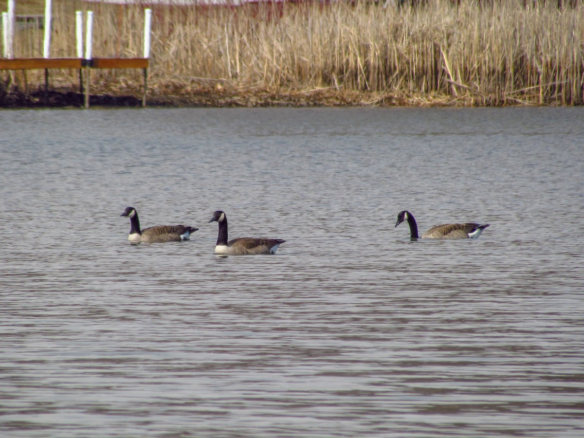 Barnacla Canadiense Grande - ML148090931