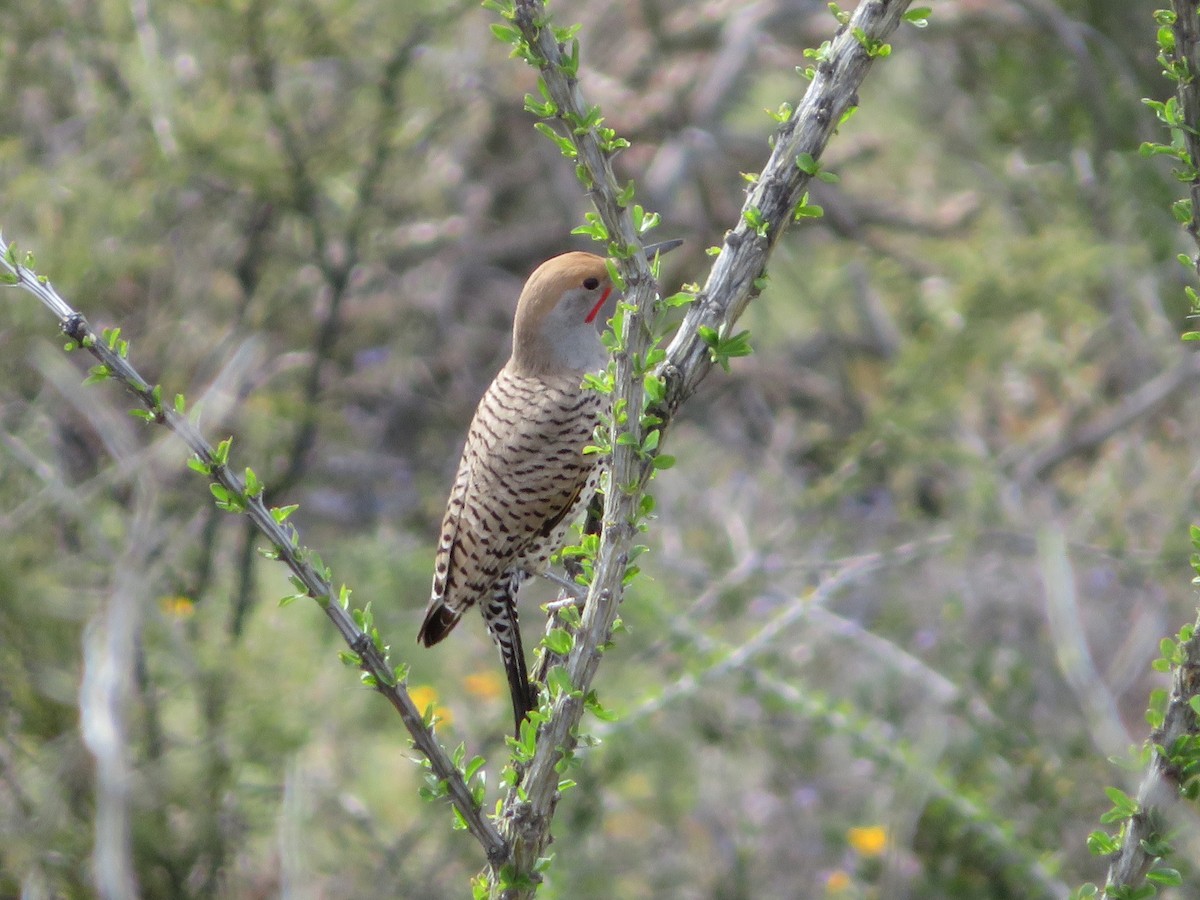 Gilded Flicker - ML148091051