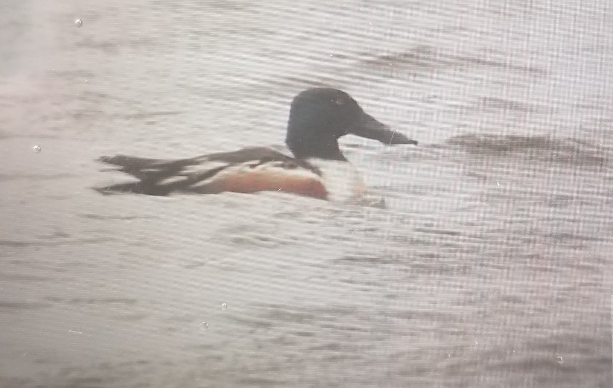 Northern Shoveler - ML148091151