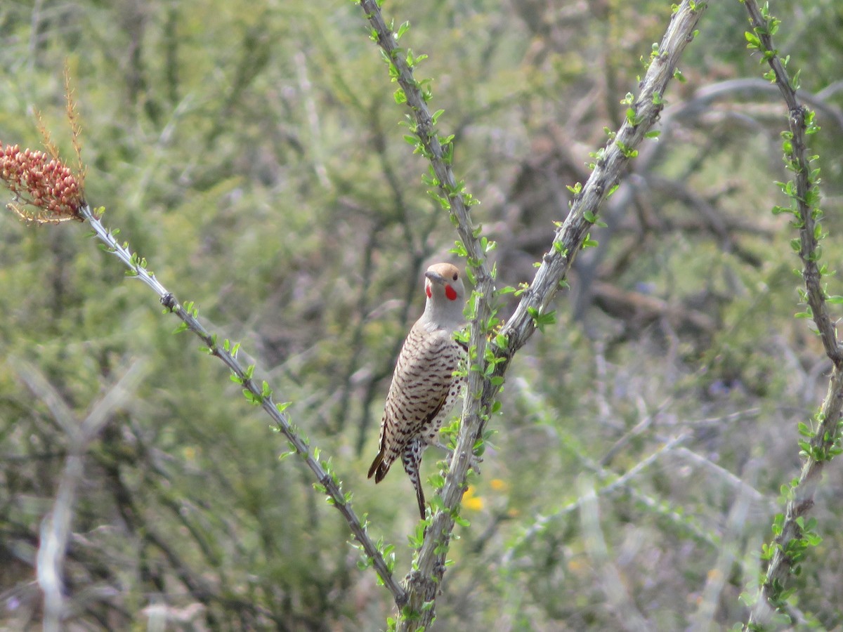 Carpintero Californiano - ML148091231