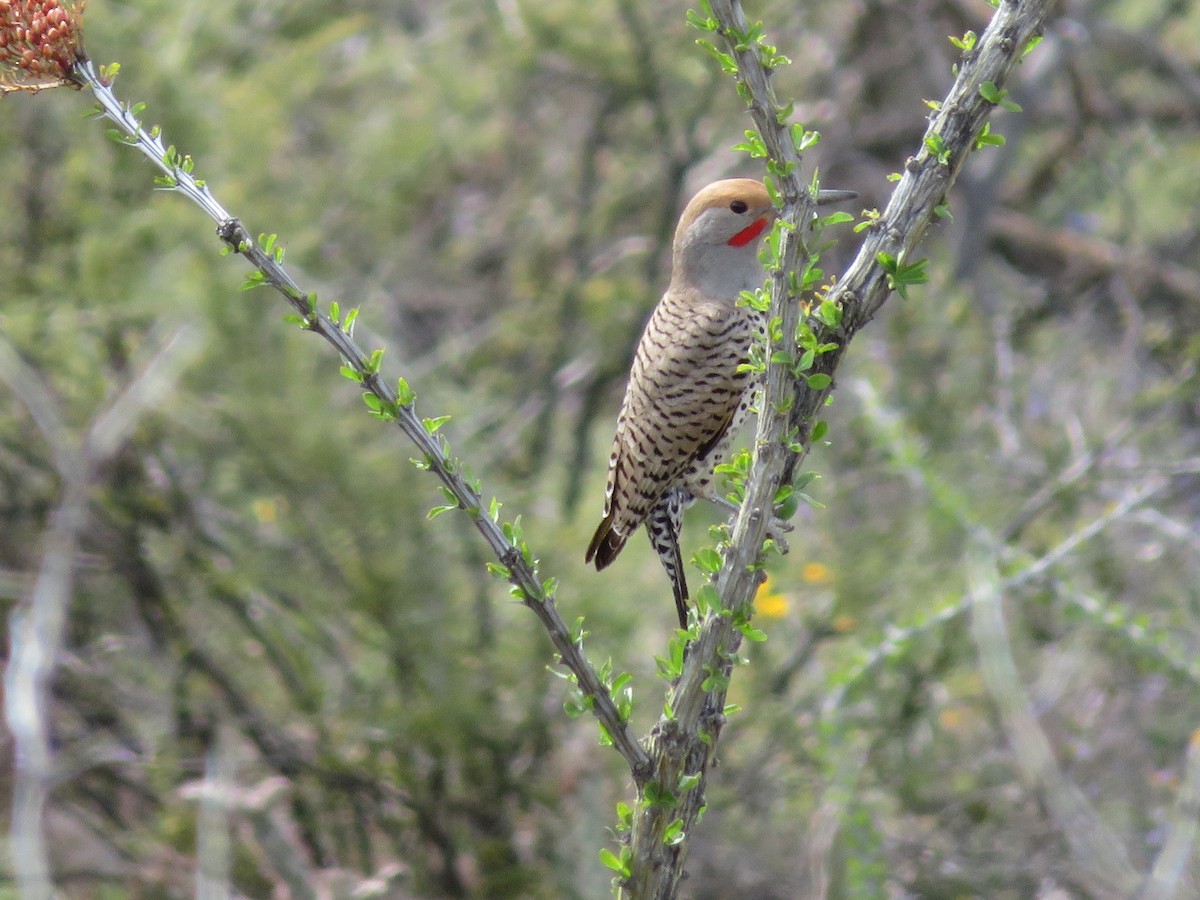 Gilded Flicker - ML148091271