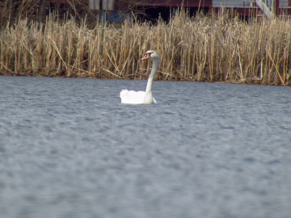 Mute Swan - Jessica Mottor