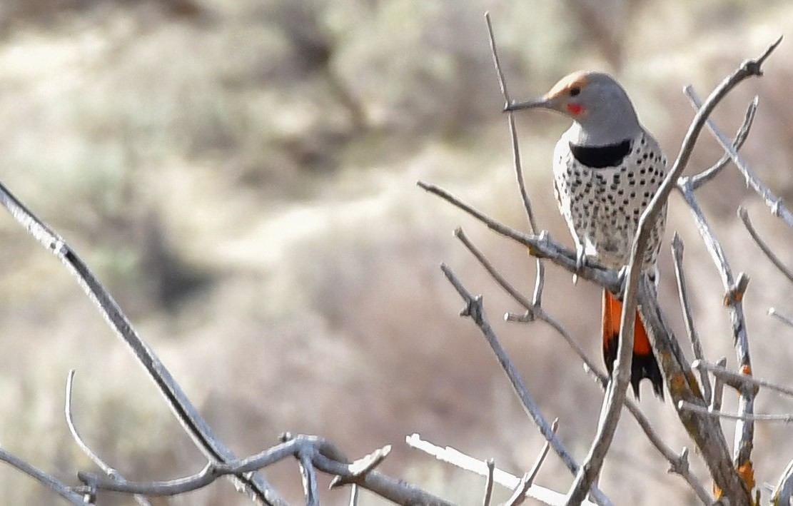 Northern Flicker (Red-shafted) - Libby Burtner