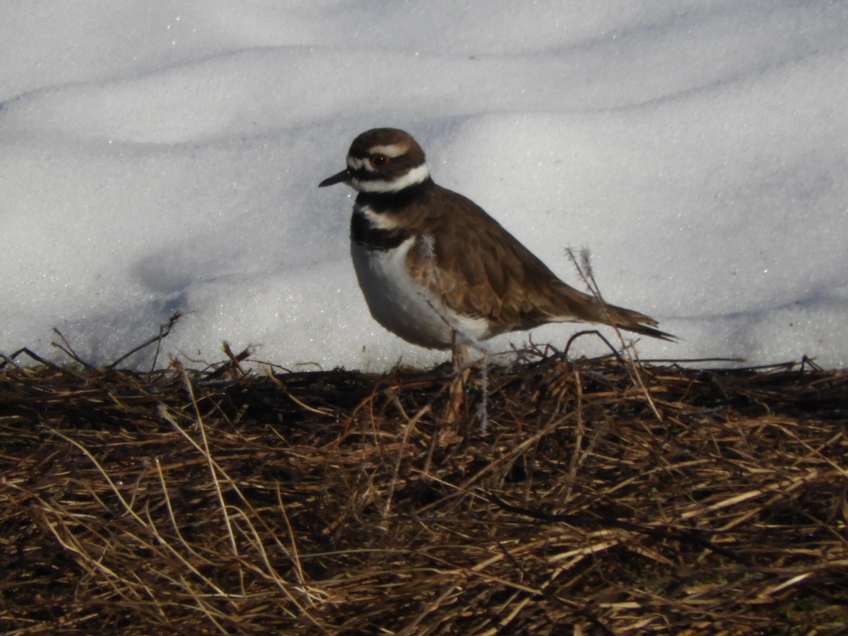 Killdeer - ML148094541