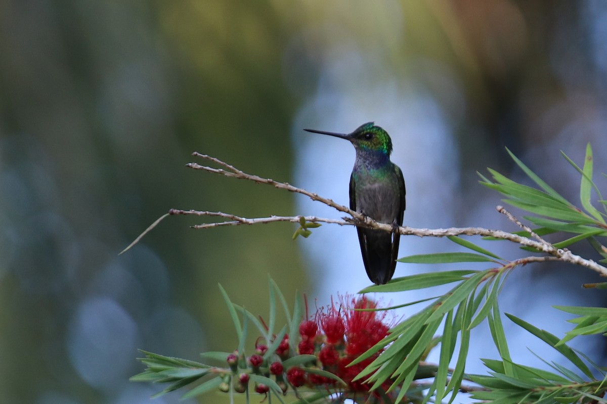 Charming Hummingbird - ML148095431