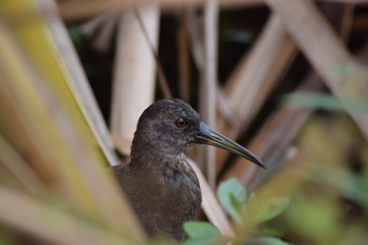 Plumbeous Rail - ML148096571