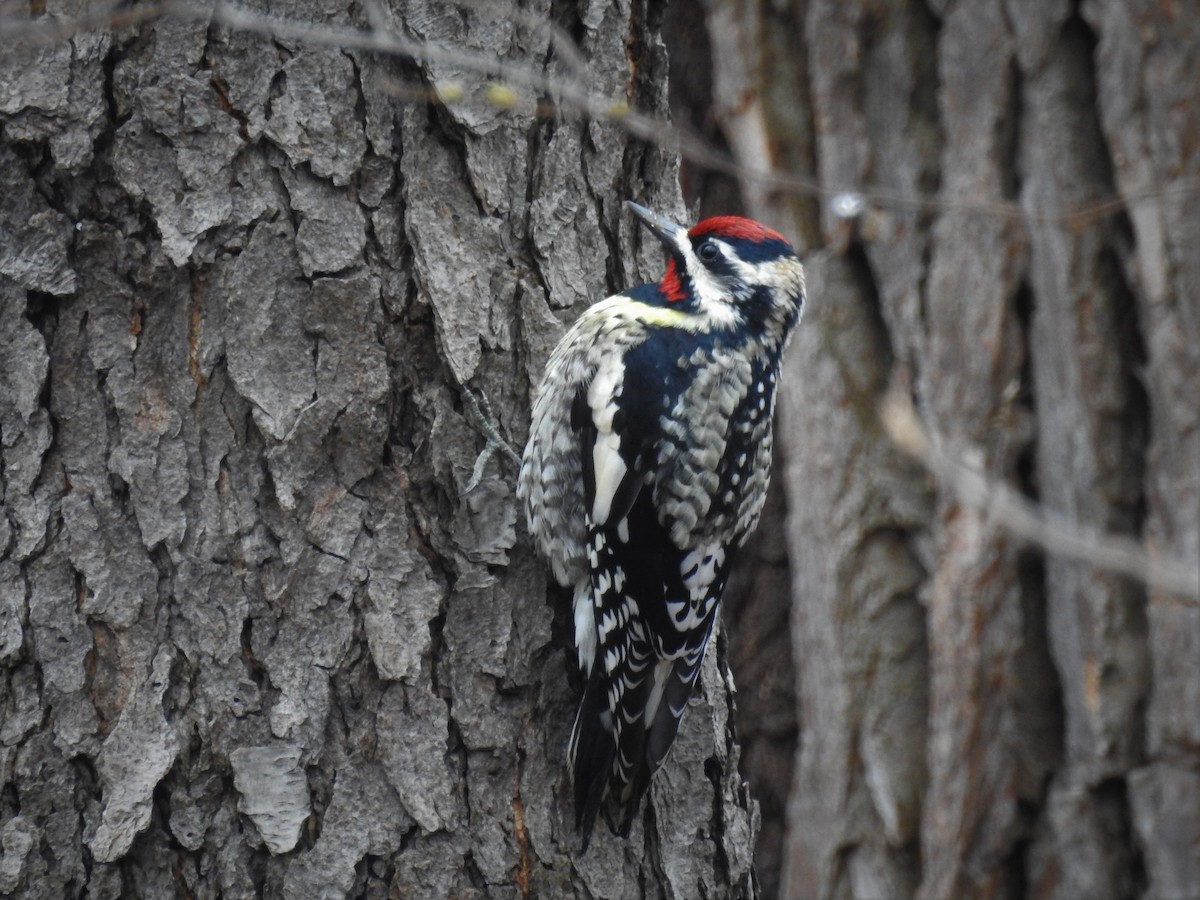 Yellow-bellied Sapsucker - ML148096761