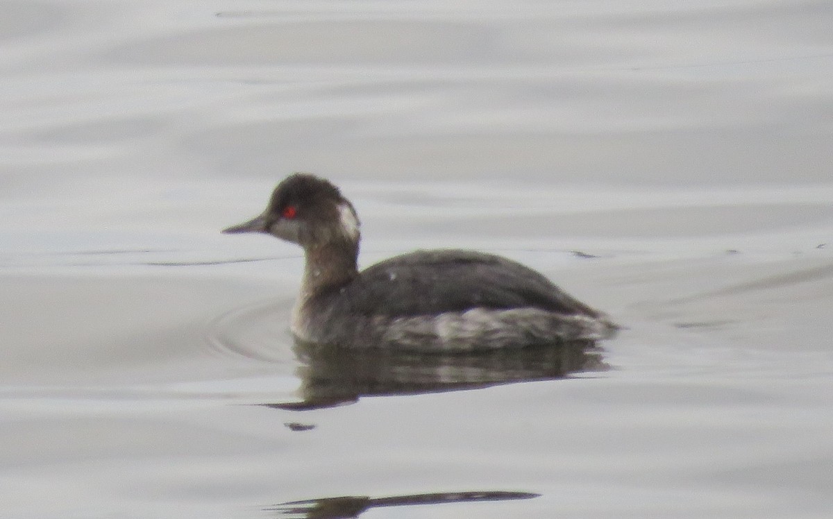 Eared Grebe - ML148097271