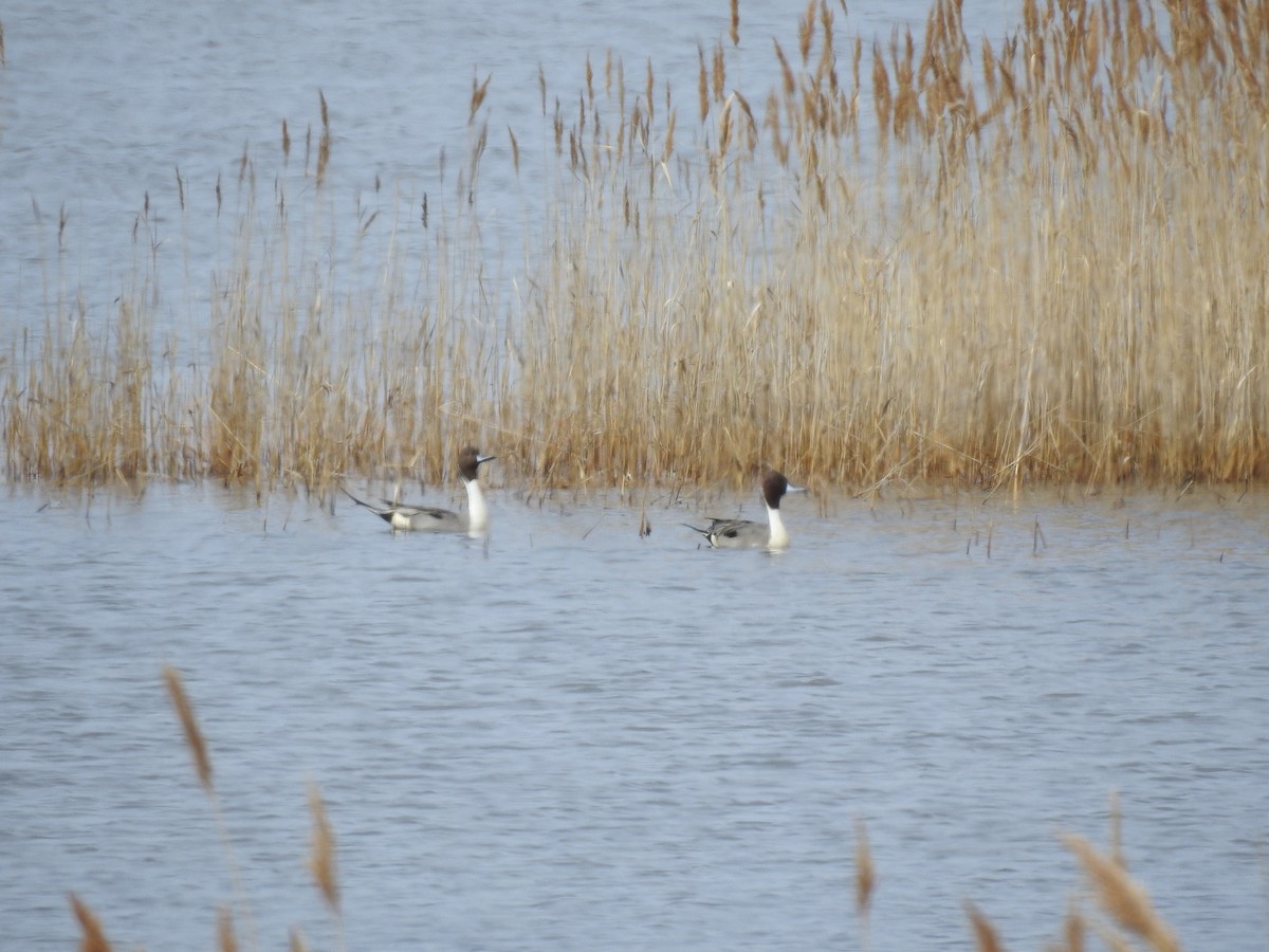 Northern Pintail - ML148097401