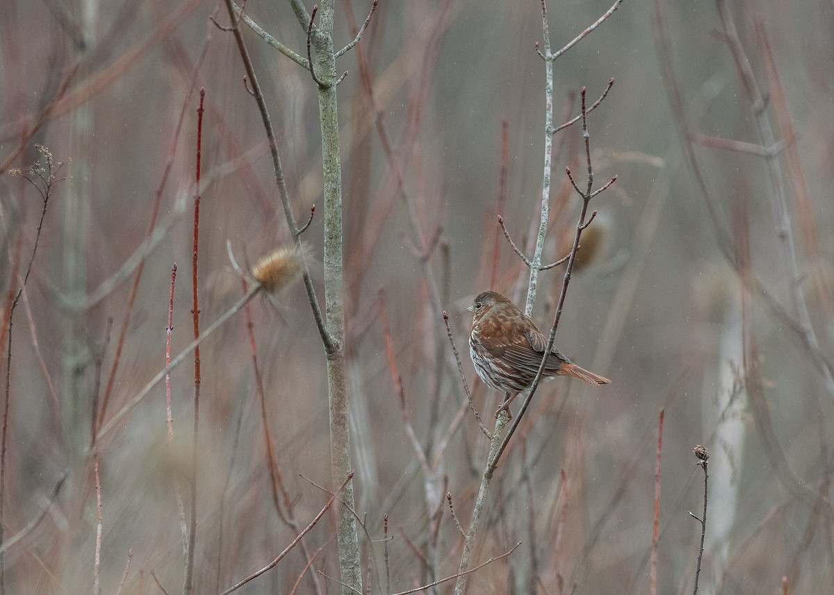 Fox Sparrow - ML148098151