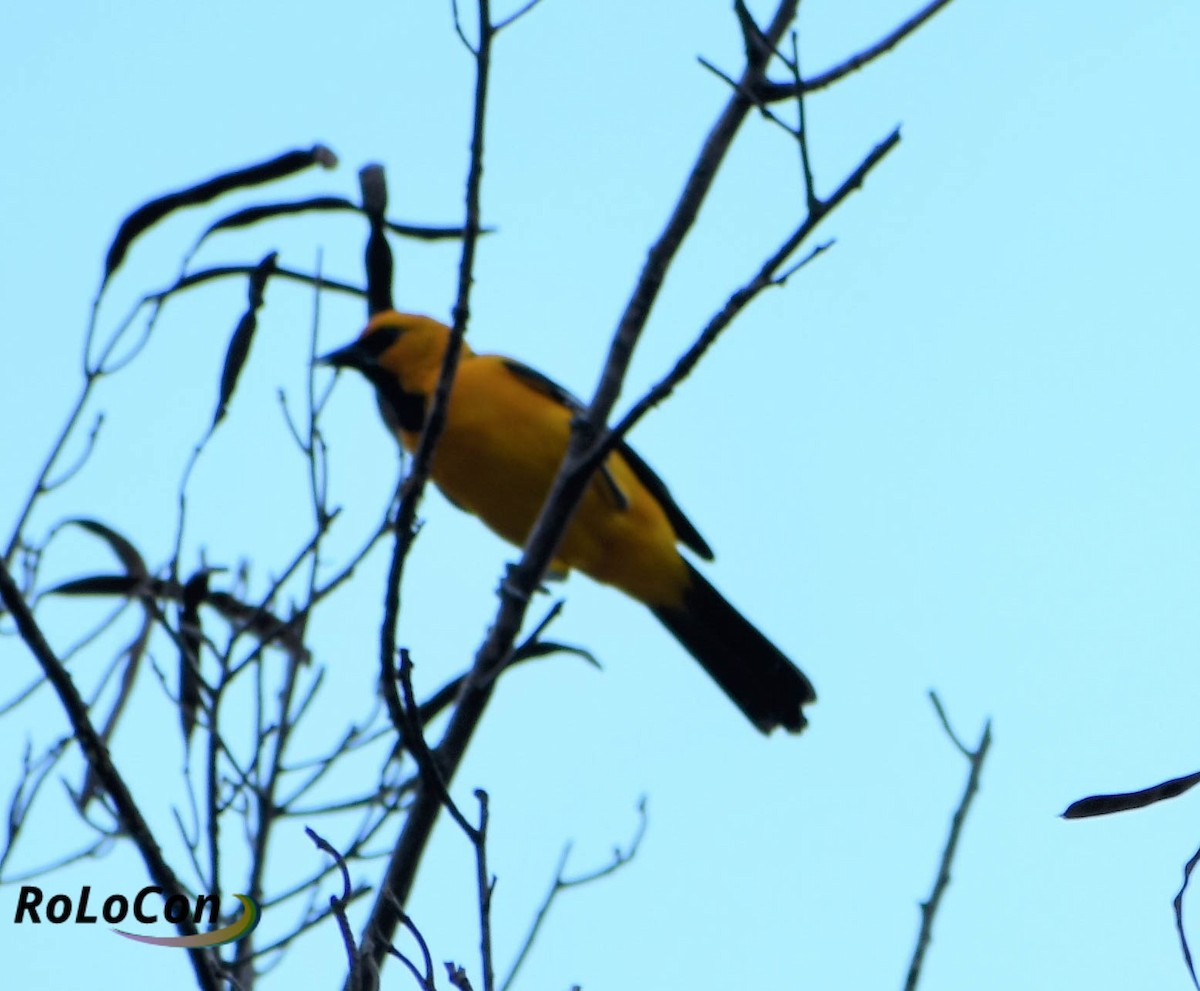 Yellow-backed Oriole - ML148098301