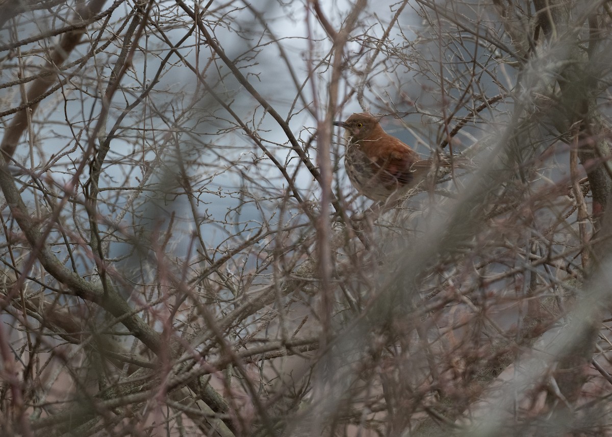 Brown Thrasher - Sheila and Ed Bremer