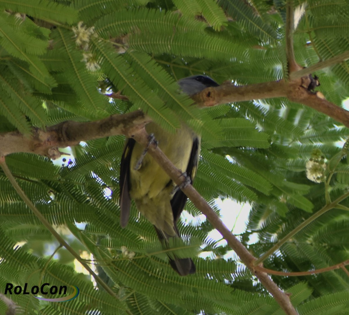 Yellow-winged Tanager - Rodolfo Lopez Conde