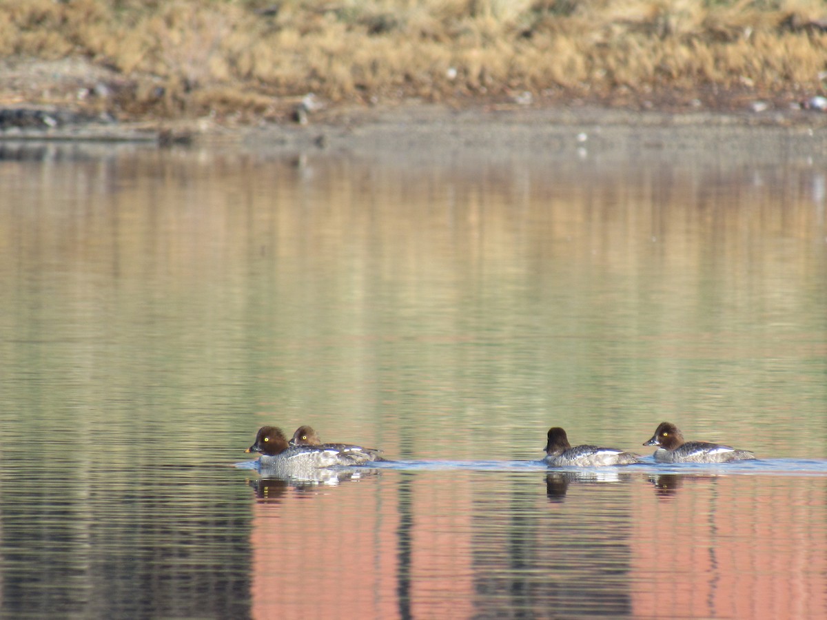 Common Goldeneye - ML148099371