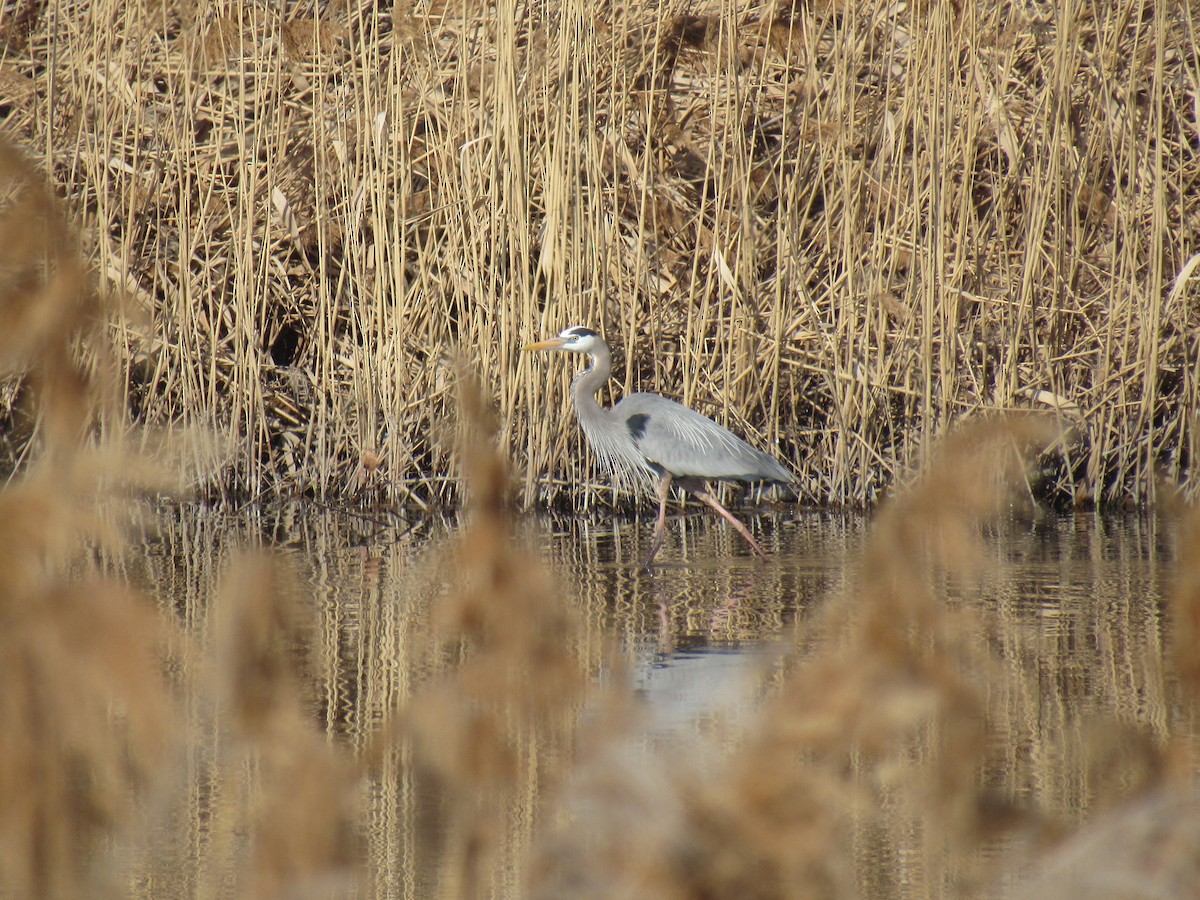 Garza Azulada - ML148099481