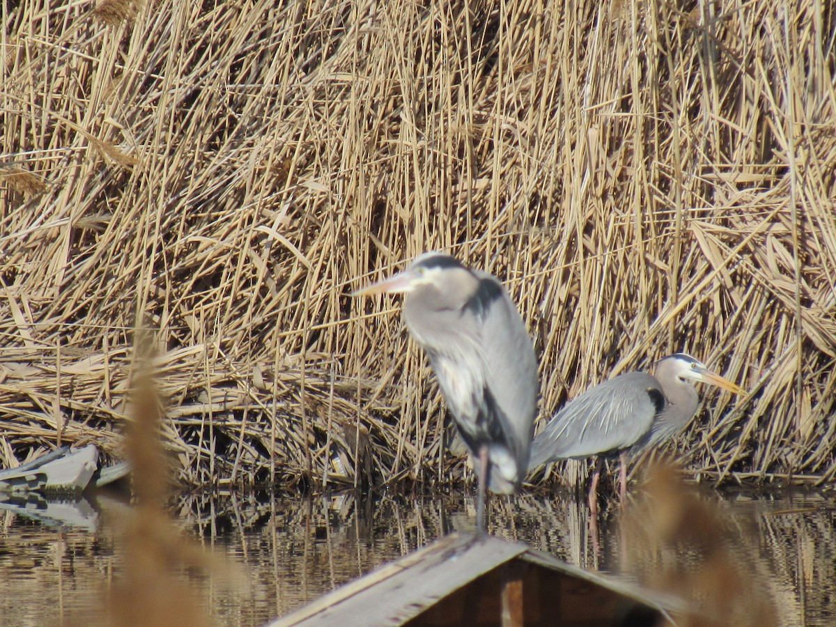 Great Blue Heron - Kyle Clements