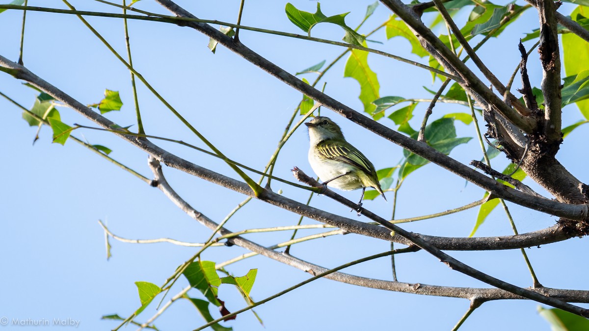 Mistletoe Tyrannulet - ML148101281