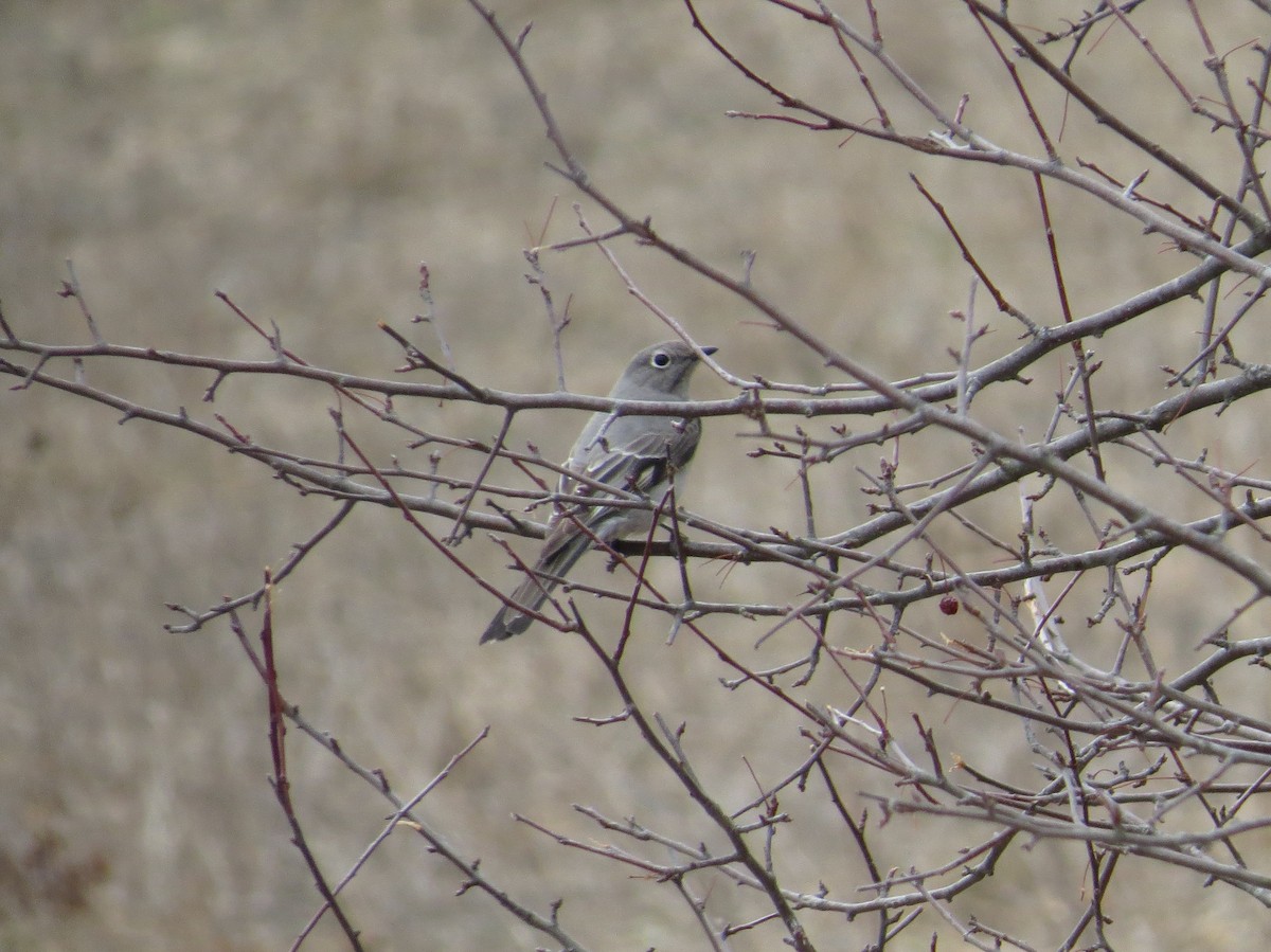 Townsend's Solitaire - ML148103581