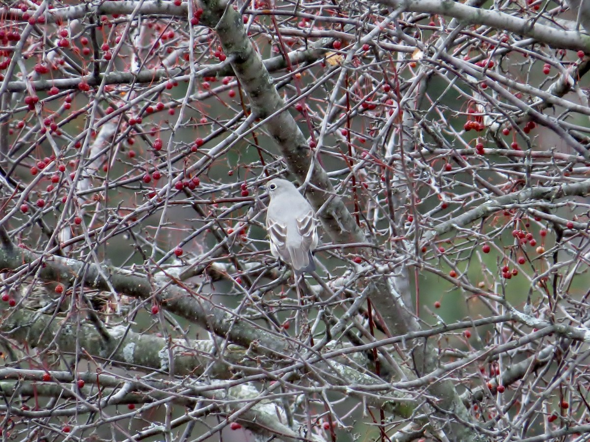 Townsend's Solitaire - ML148103591