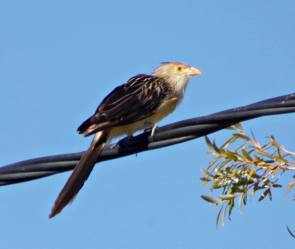 Guira Cuckoo - ML148108061
