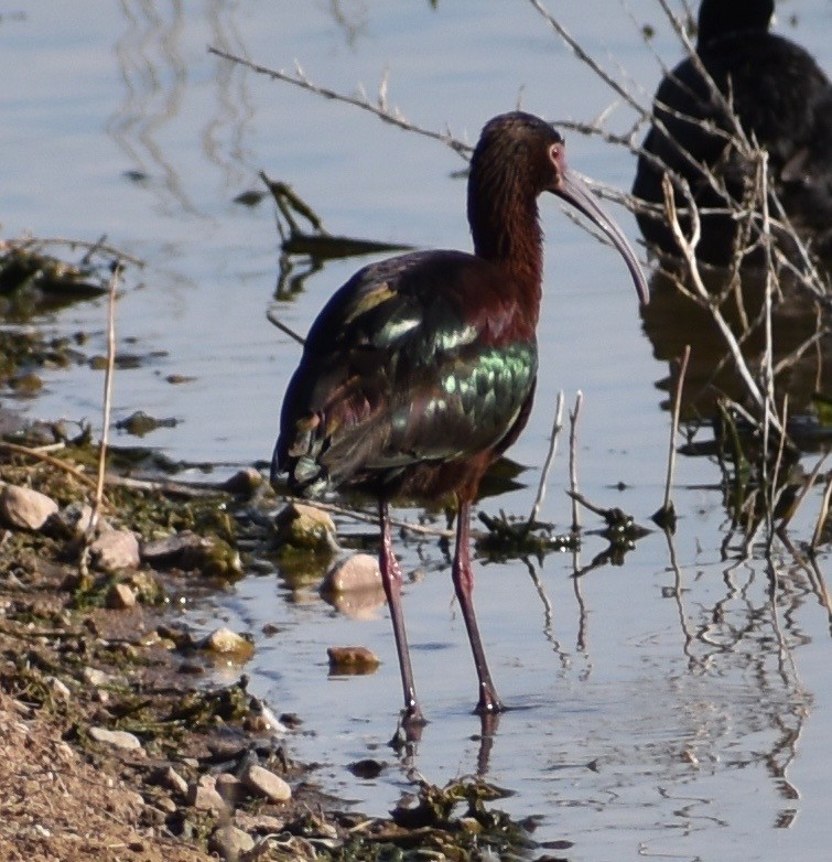 White-faced Ibis - ML148108211