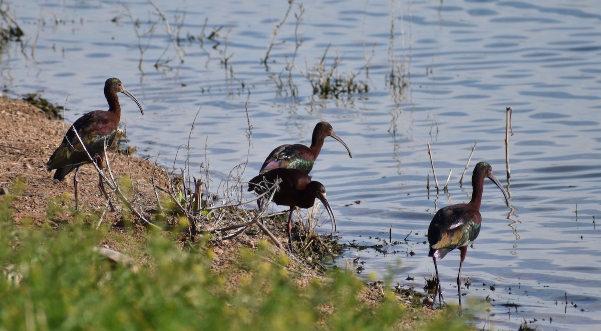 Ibis à face blanche - ML148108321