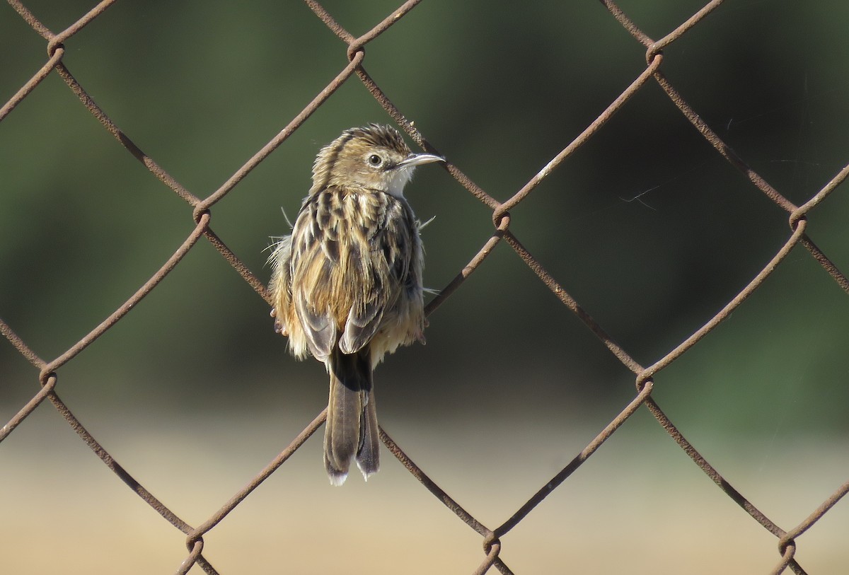 Zitting Cisticola - ML148108341