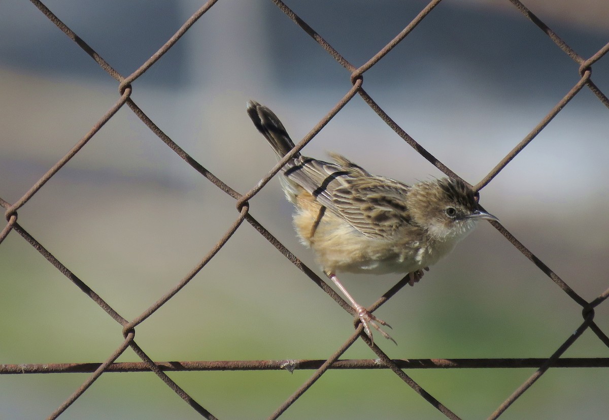 Zitting Cisticola - ML148108361