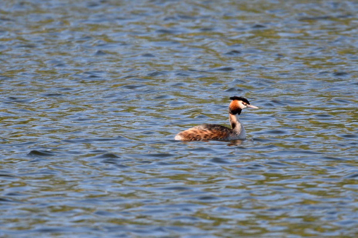 Great Crested Grebe - ML148110511