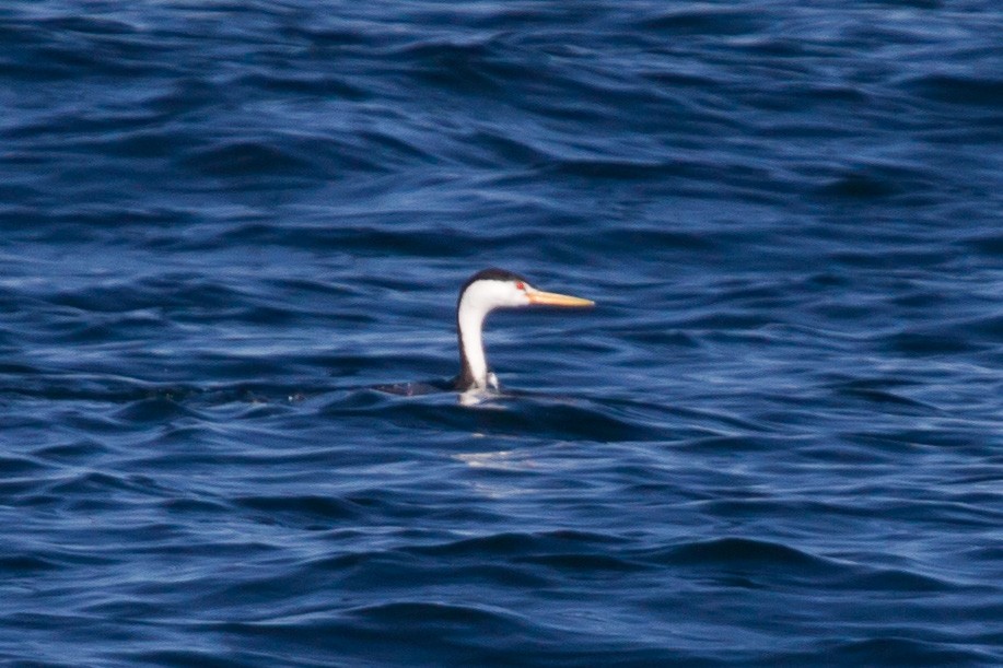 Clark's Grebe - ML148111441