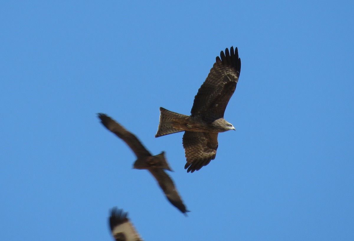 Black Kite - Miguel Rodríguez Esteban