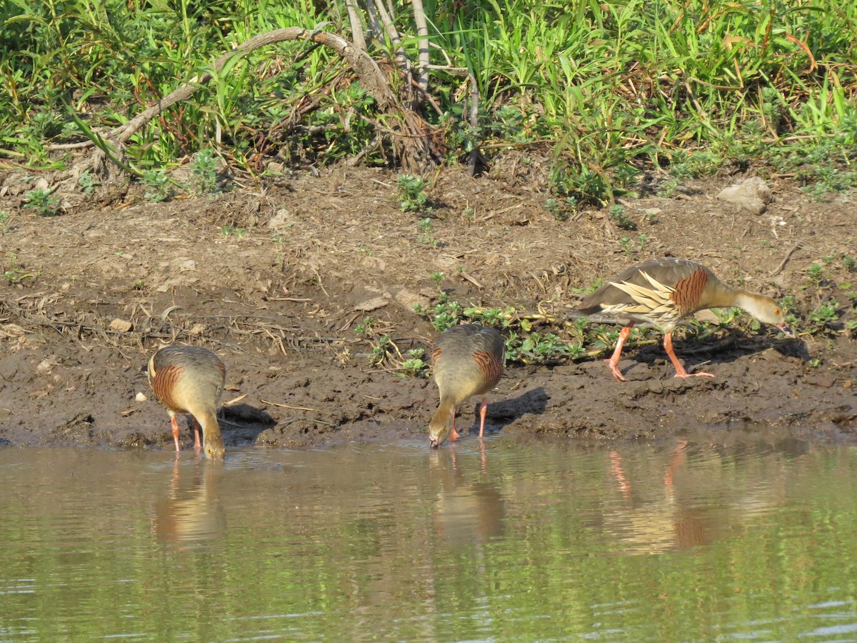 Plumed Whistling-Duck - ML148113071