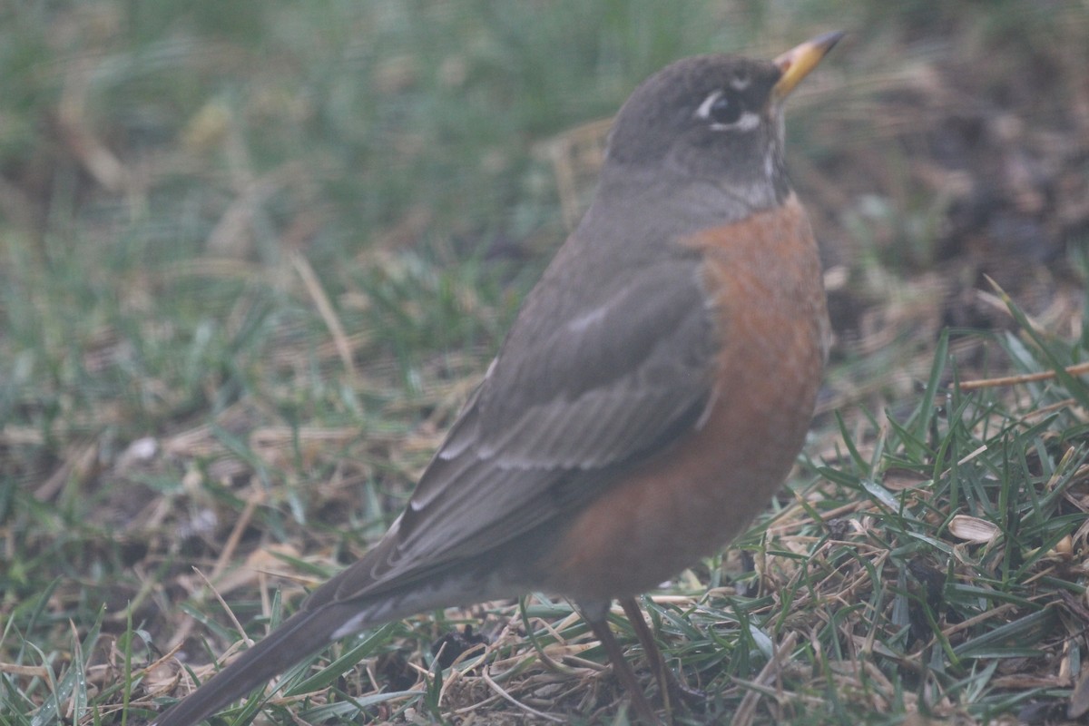 American Robin - ML148113231