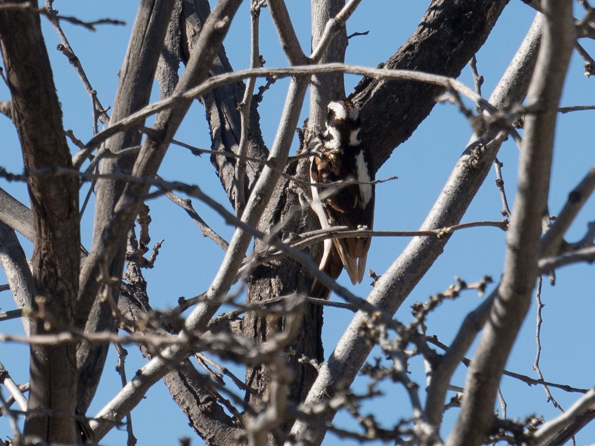 Hairy Woodpecker - ML148113741