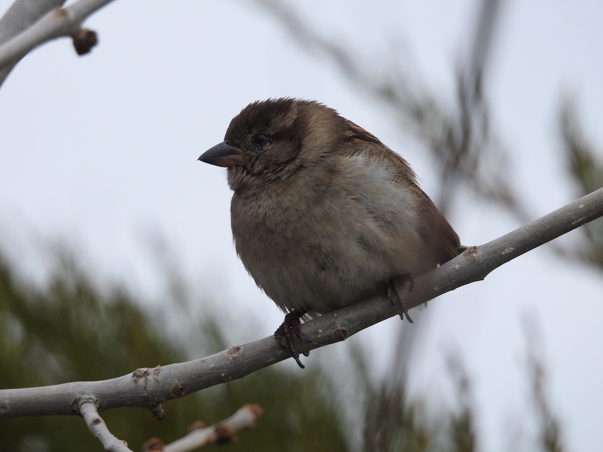 House Sparrow - ML148114361