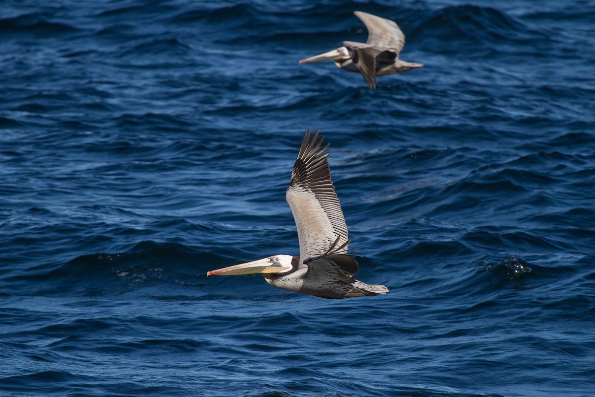 Brown Pelican - ML148114501