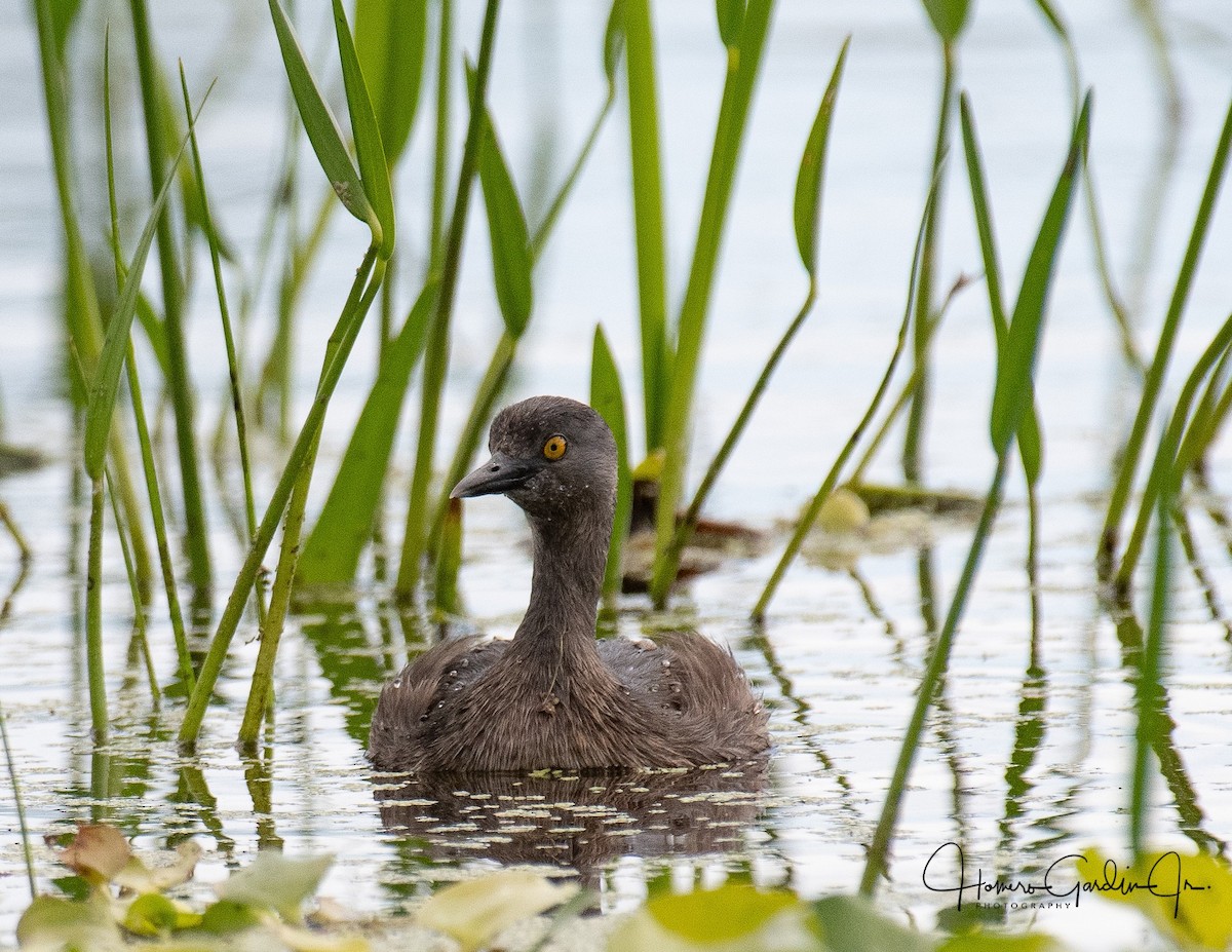 Least Grebe - Homer Gardin