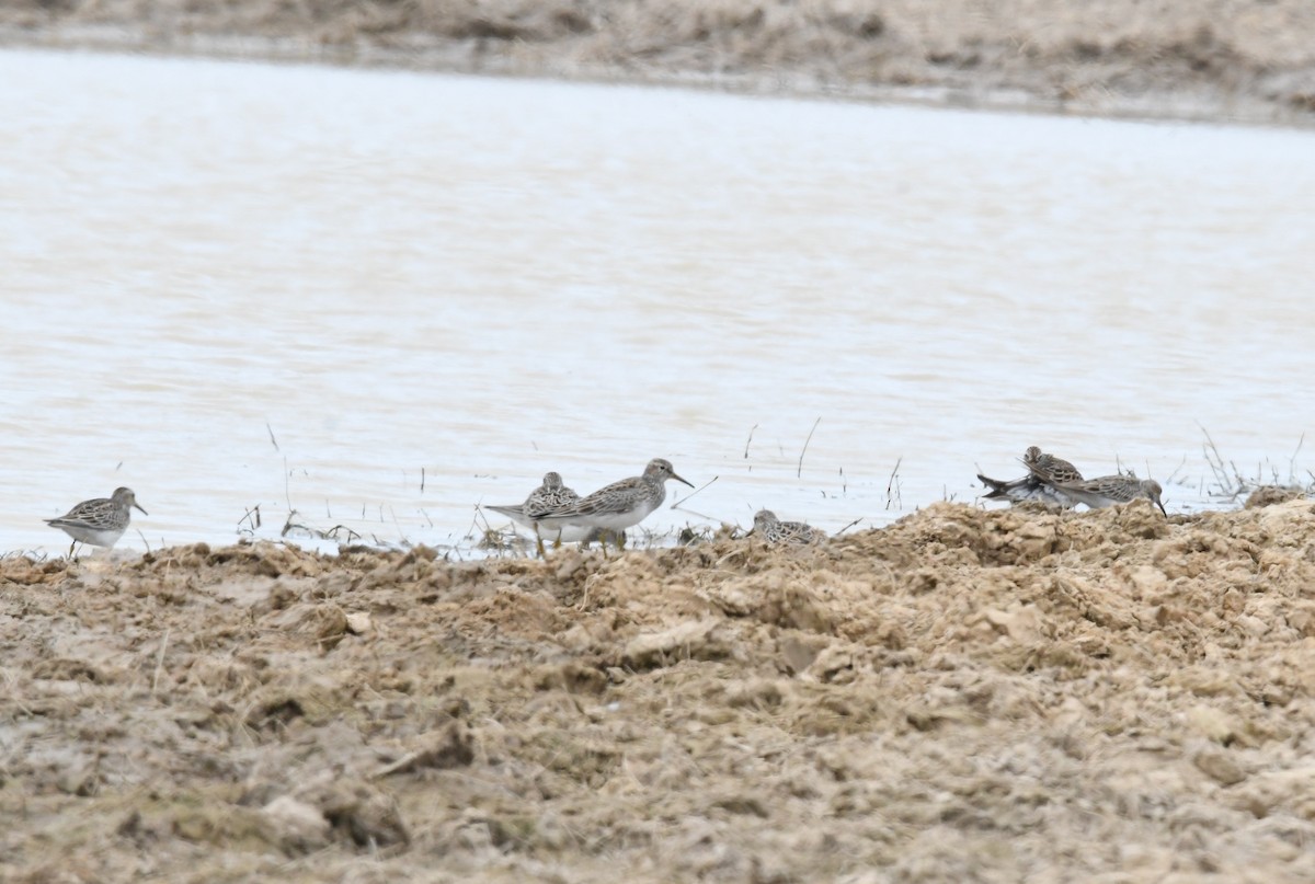 Pectoral Sandpiper - ML148115541