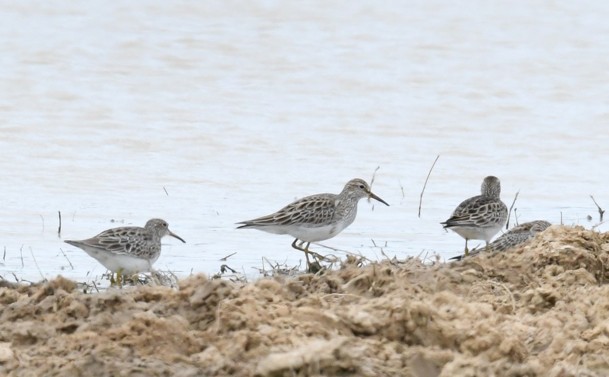 Pectoral Sandpiper - ML148115561