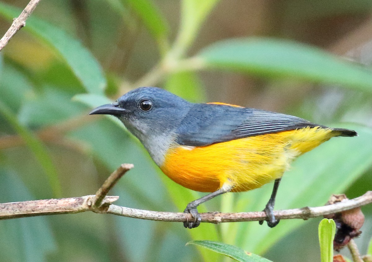 Orange-bellied Flowerpecker - ML148116731